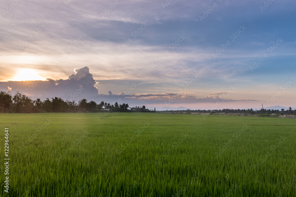 Sunset over Ricefield