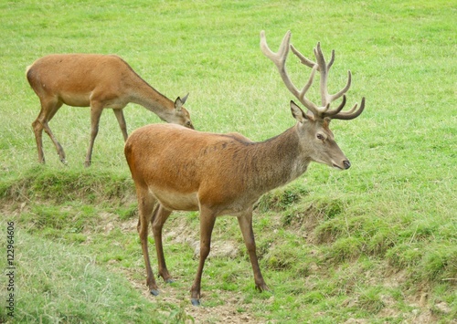 Red deer hind following stag in a field