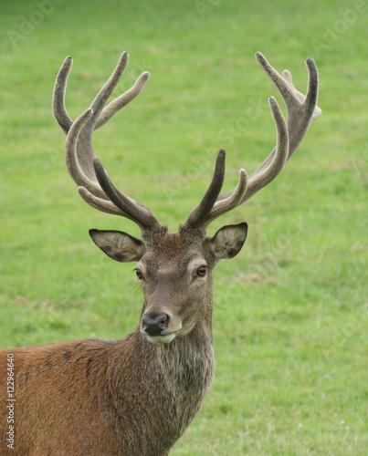 Handsome red deer hart (stag) confidently looking at camera