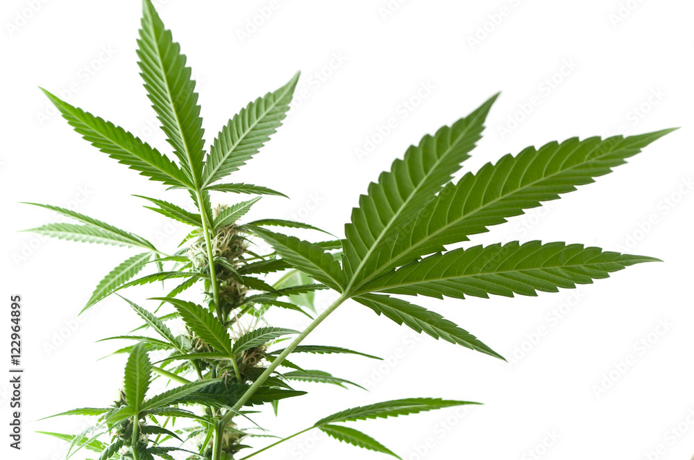 détail feuille de cannabis détail feuille de cannabis