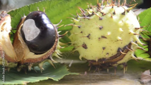 Aesculus hippocastanum Gewöhnliche Rosskastanie كستناء الحصان Ippocastano Jírovec maďal Divlji kesten Közönséges vadgesztenye Kasztanowiec zwyczajny Castan sălbatic 欧洲七叶树 ערמונית הסוסים Horse-chestnut photo