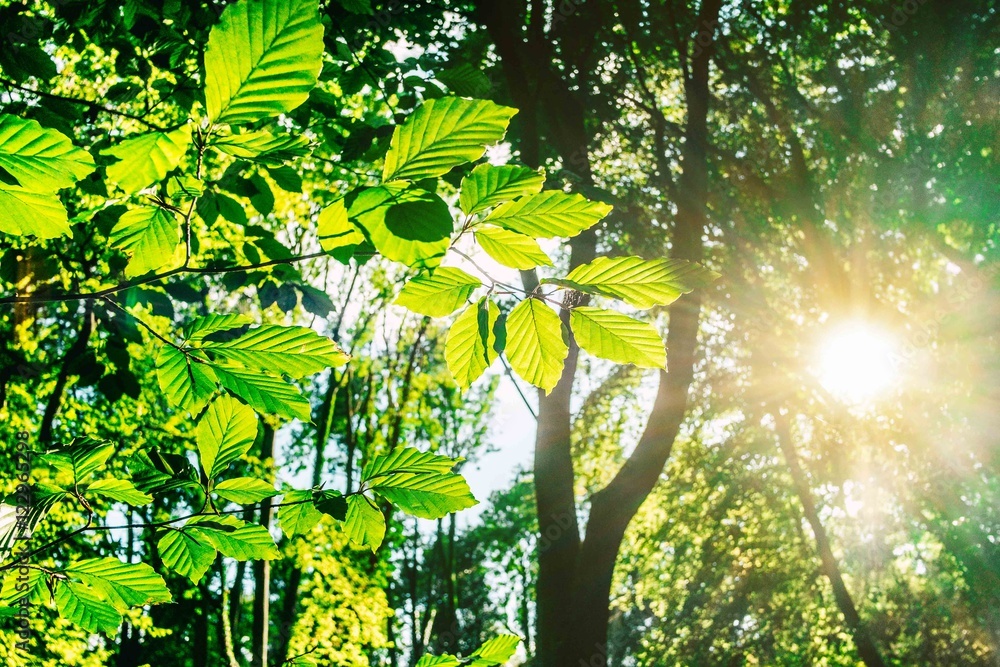 Fototapeta premium Wald/Blätter und Sonne im Wald