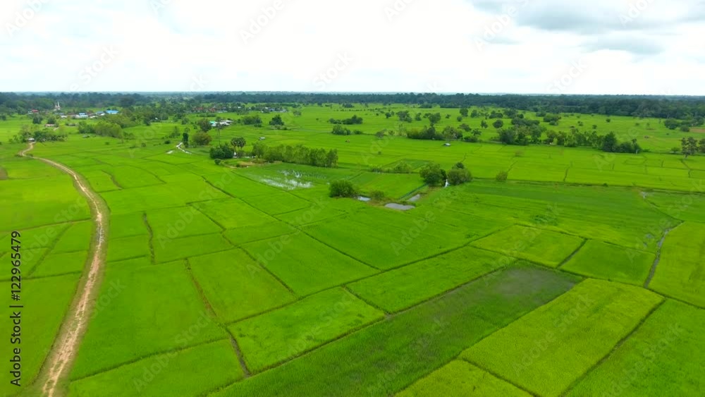 Rice Field Aerial Shot at northeast of Thailand Rice Field Aerial Shot at northeast of Thailand