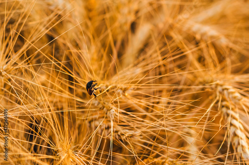 Bug on wheat ears
