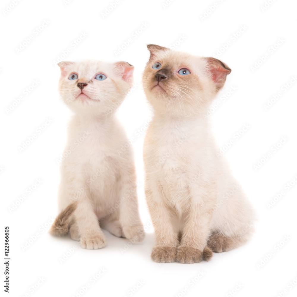 Fototapeta premium Two sitting purebred kittens