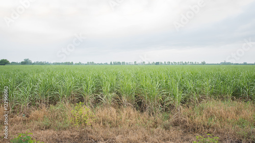 Sugar cane plantation and cultivated land landscape in Thailand