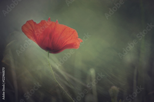 Fototapeta Naklejka Na Ścianę i Meble -   Poppy