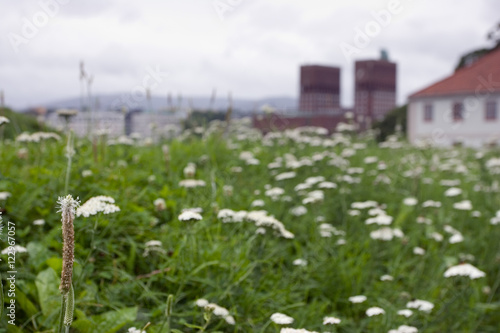 Close up of wild flowers with Oslo city hall on the background photo