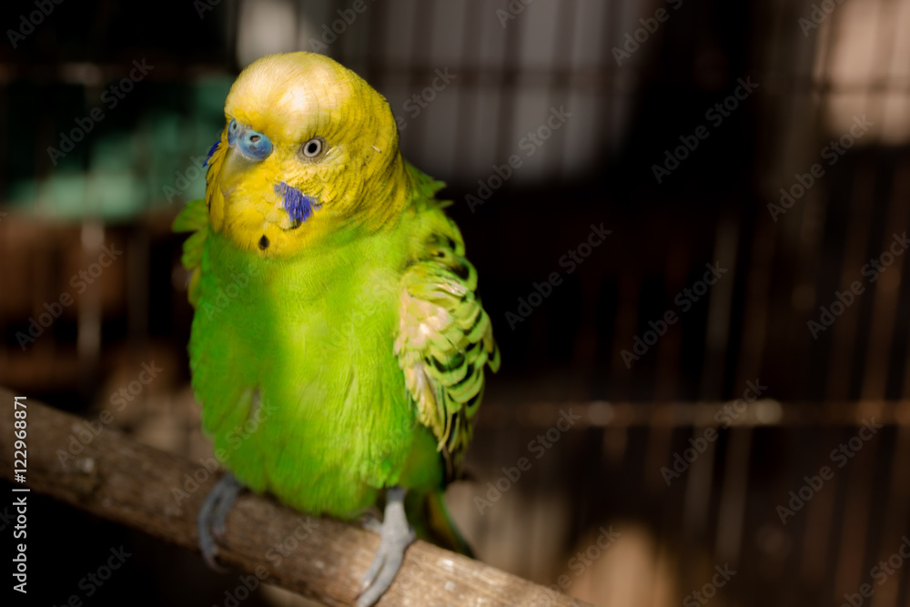 Obraz premium Yellow Budgie, Budgerigar Bird