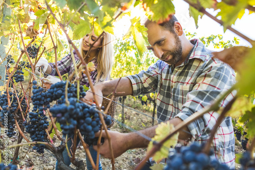 Woman harvesting ripe wine grapes