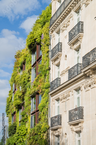 Ecological Green Wall in Paris  France. Plants  flowers and windows with cloud reflections and classical building on the side.