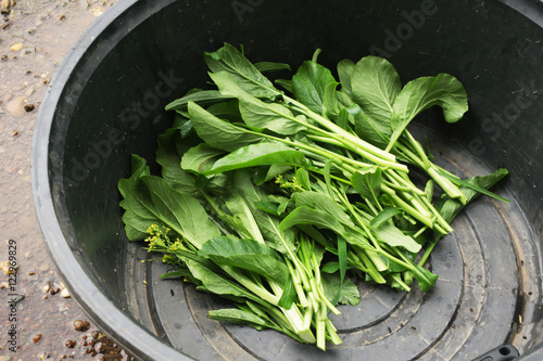  Chinese Cabbage-PAI TSAI or Brassica chinensis Jusl var parachi photo