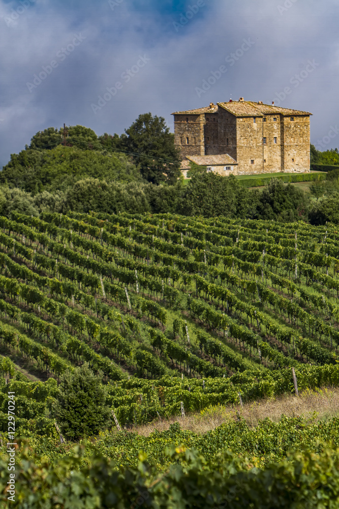 Vineyard near Montalcino, Italy Vineyard near Montalcino, Italy