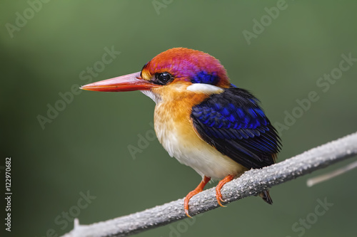 The Oriental dwarf kingfisher, also known as the black-backed kingfisher or three-toed kingfisher, is a species of bird in the family Alcedinidae © Thongtawat