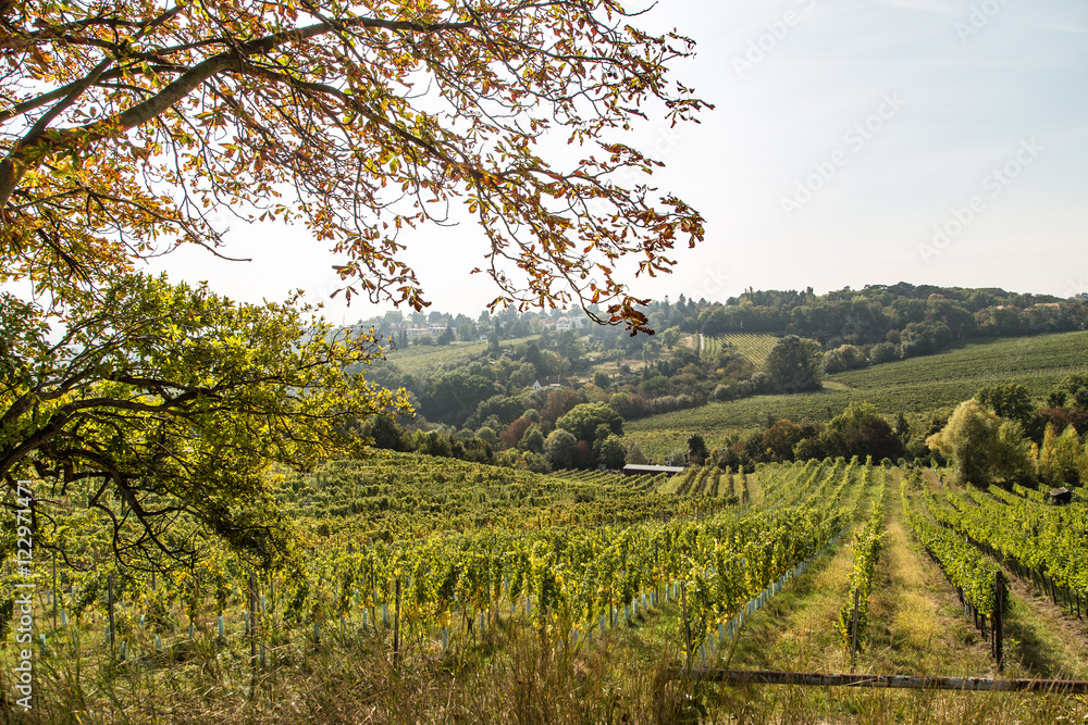 Beginning of autumn in the vineyards 