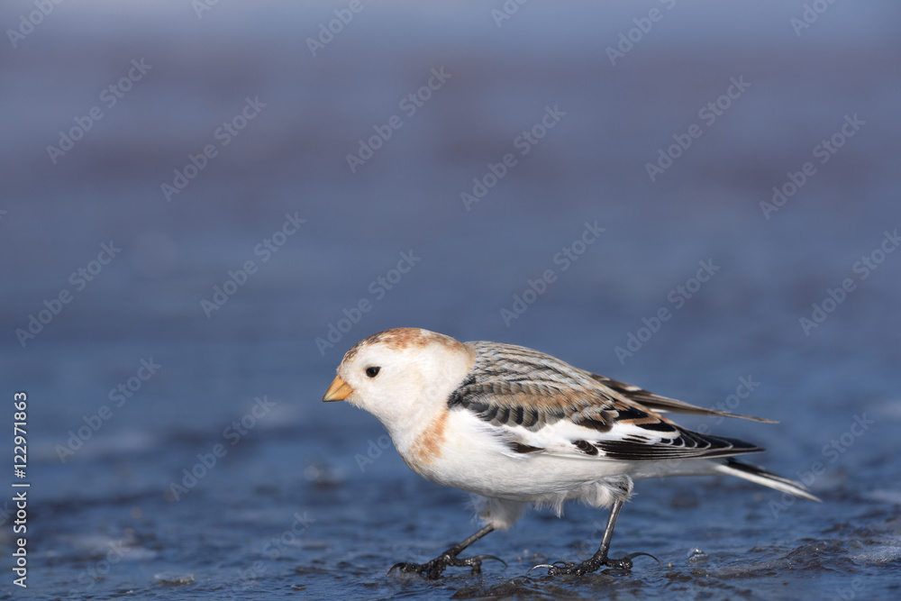 A male Snow Bunting (Plectrophenax nivalis) in winter plumage perched on ice against a blurred, plain, natural background A male Snow Bunting (Plectrophenax nivalis) in winter plumage perched on ice against a blurred, plain, natural background