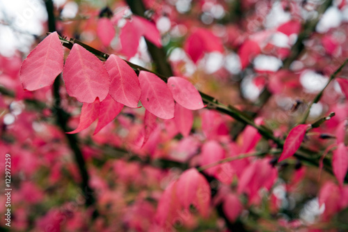 Detail of a roughleaf dogwood photo