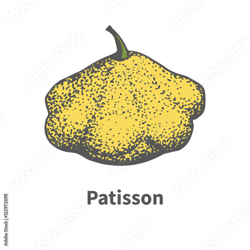 Vector hand-drawn yellow ripe large squash