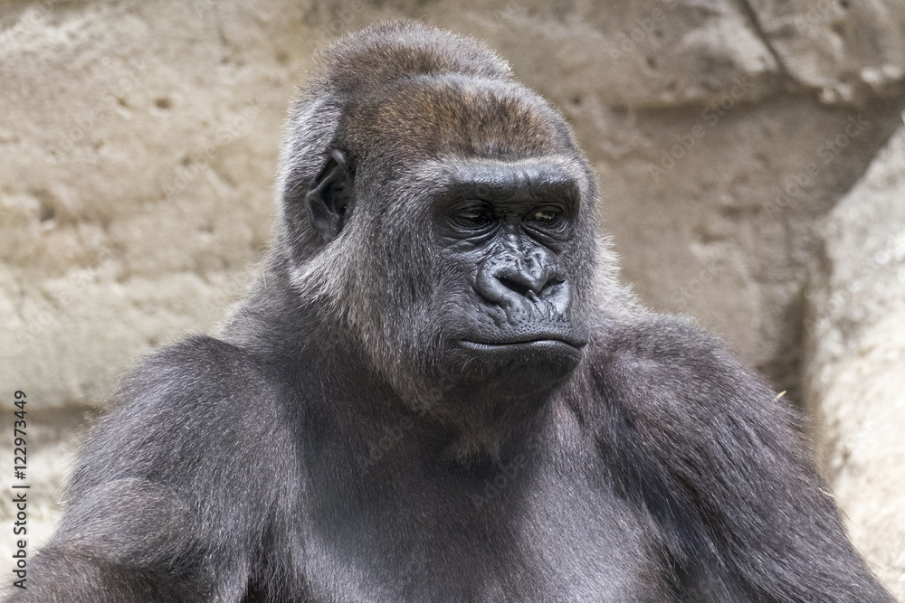 close-up of a young male gorilla back silver sitting
close-up of a young male gorilla back silver sitting