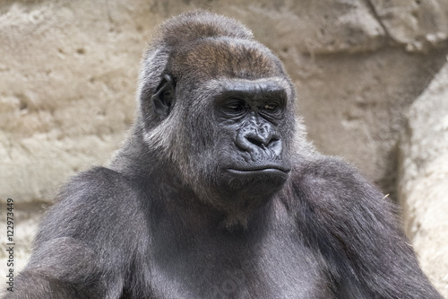 close-up of a young male gorilla back silver sitting 