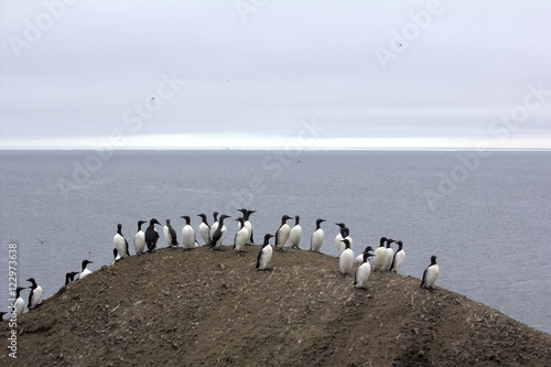 Common guillemots spectacled morphs sit over the Barents sea, Novaya Zemlya 1 photo