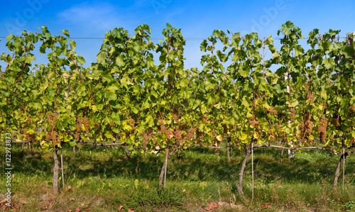 Białe, dojrzałe winogrona wiszące na młodych krzewach winorośli tuż przed zbiorem.