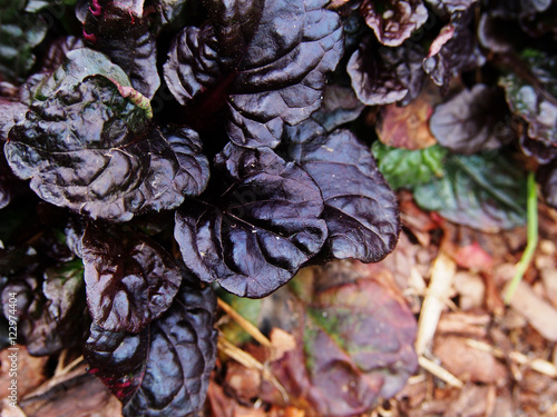 Ajuga reptans 'Black Scallop' - bugleweed 