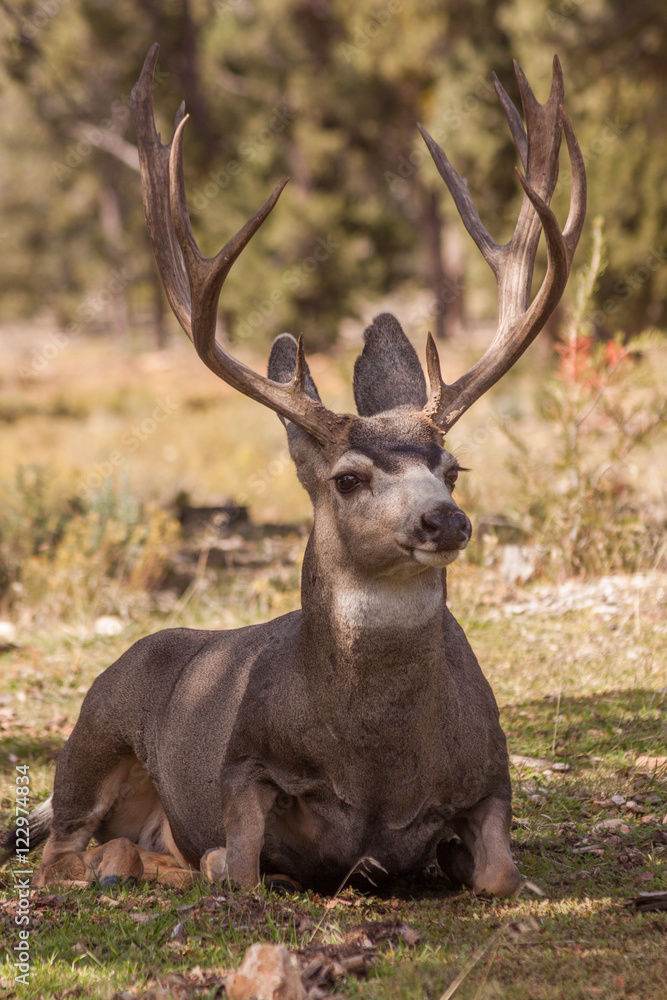 Fototapeta premium Mule Deer Buck Bedded