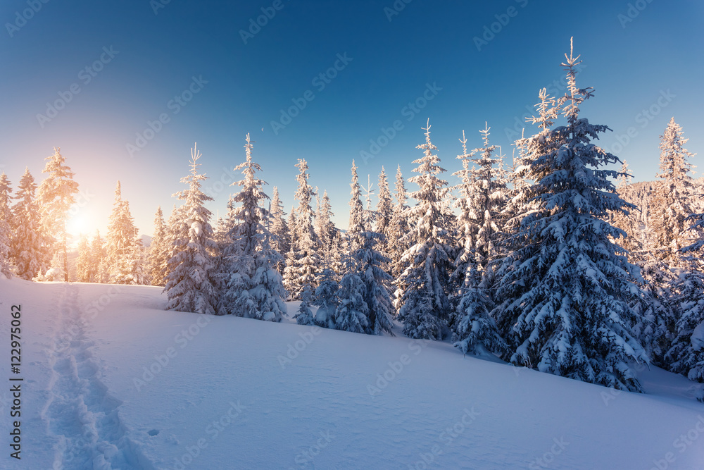 Majestic winter landscape Majestic winter landscape
