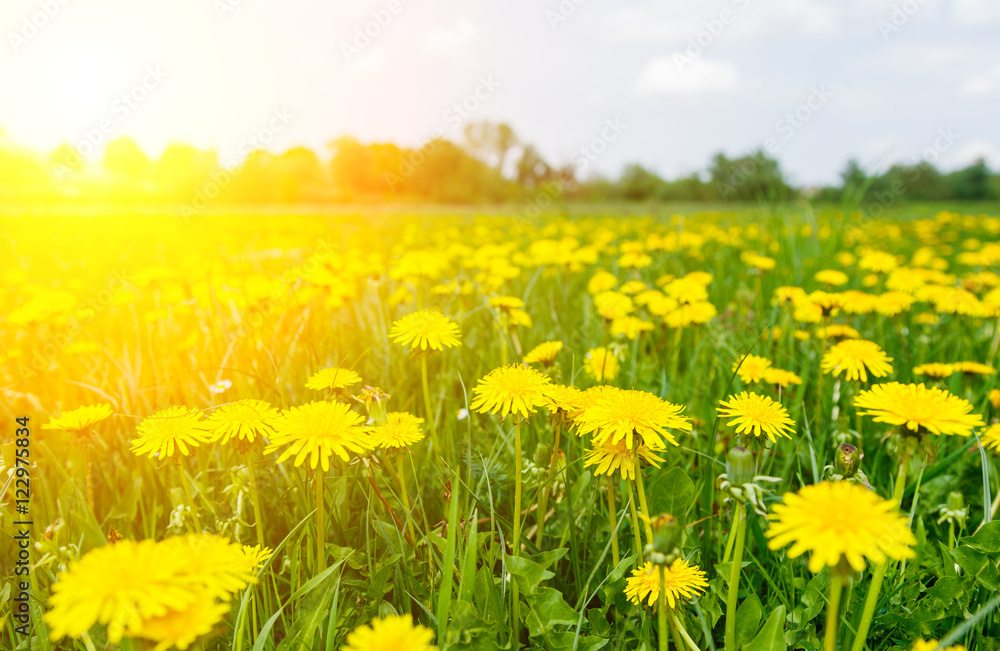 Fototapeta premium yellow dandelion meadow