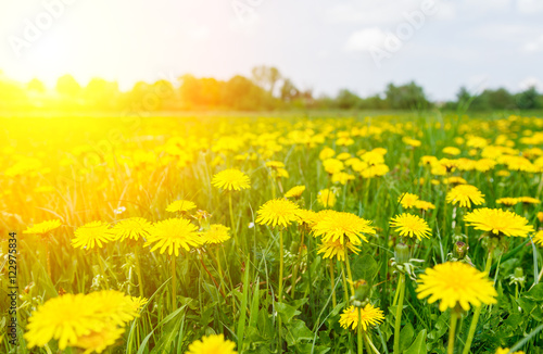 yellow dandelion meadow