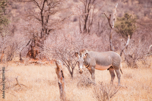 Grevy s zebra in Samburu National Park in Kenya
