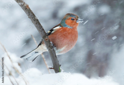 Fototapet Common chaffinch