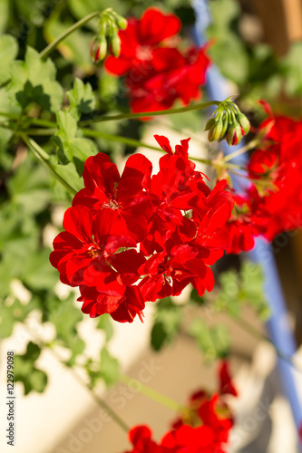 Fototapeta Naklejka Na Ścianę i Meble -  Red pelargonium (geranium) flower, blooming in a garden