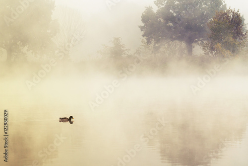 duck in a mystic morning light
