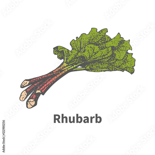 Vector illustration sketch hand-drawn rhubarb