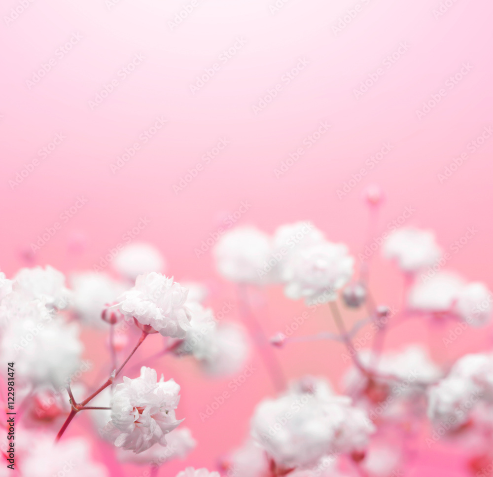 White flower on pink background. Soft focus.