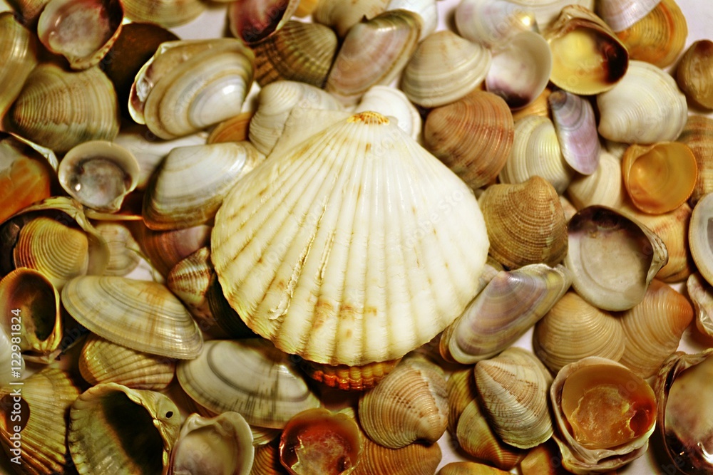 A bunch of beautiful shells