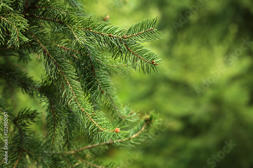 Green spruce branches on a tree