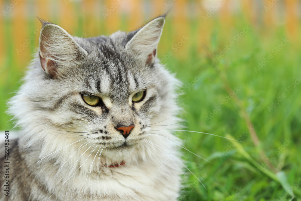 Maine coon cat lying in the grass Maine coon cat lying in the grass