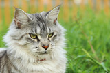 Maine coon cat lying in the grass