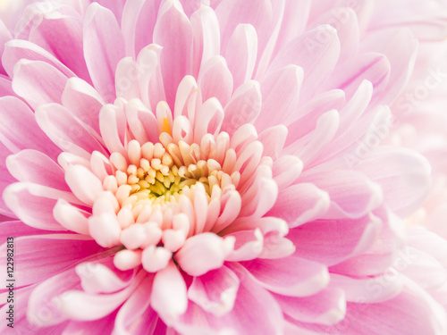 Fototapeta Naklejka Na Ścianę i Meble -  Chrysanthemum flower