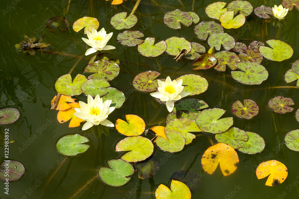 Colorful Water Lilies bathed in sunlight on a nice and warm spring day. Beautiful blooming water lilies and goldfish - flora and fauna in the reserve pond. Colorful Water Lilies bathed in sunlight on a nice and warm spring day. Beautiful blooming water lilies and goldfish - flora and fauna in the reserve pond.