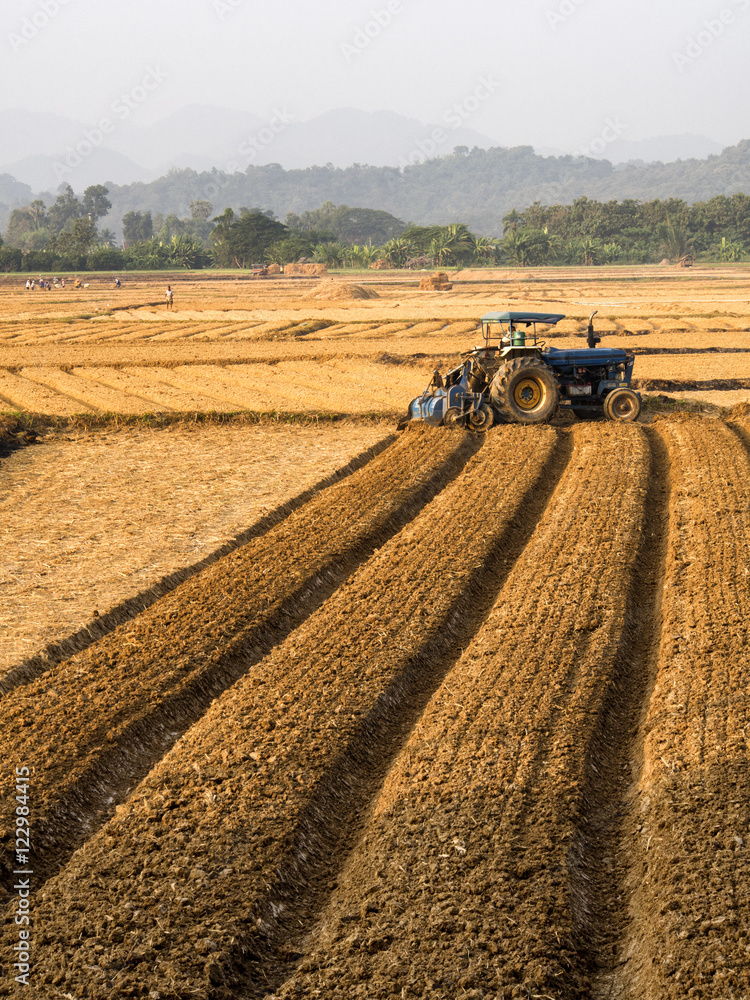 Fototapeta premium Agricultural fields Asia style.