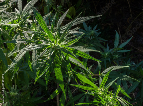 The thickets of wild marijuana in the sunlight.