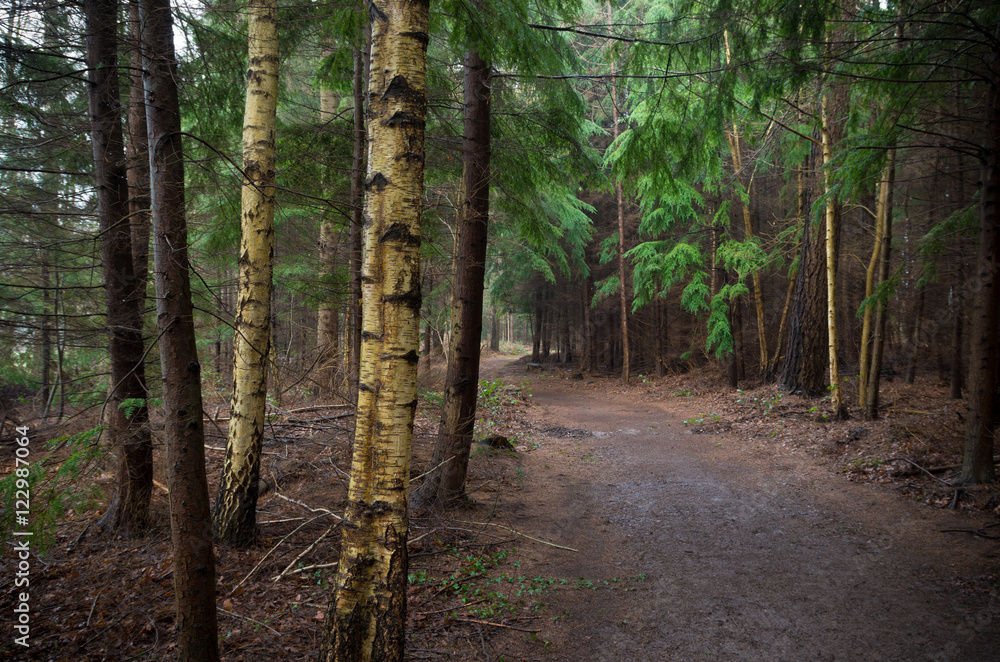 Fototapeta premium autumn forest