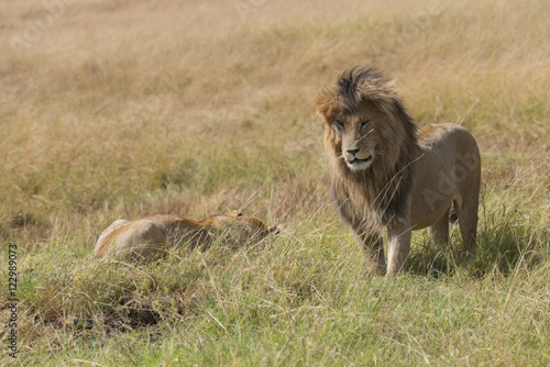 East African Lions  Panthera leo nubica 