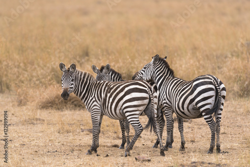 herd of zebras