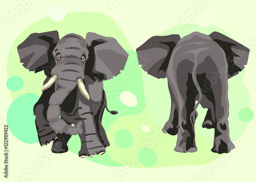 Fototapeta Naklejka Na Ścianę i Meble -  large grey Indian elephant goes forward the front and back in full growth. Nice natural art. Vector illustration of color print for printing