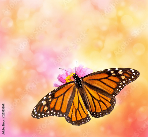Female Monarch butterfly on beautiful dreamy bokeh background